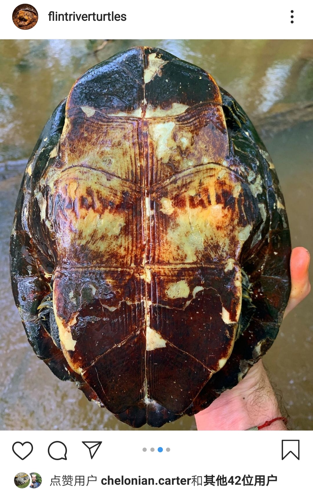 雌性东部河伪龟/甜甜圈 弗林特河 2021.4.