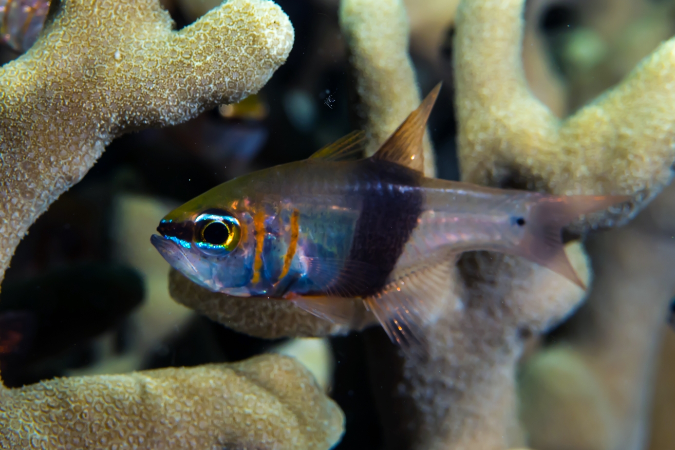 今日份 黑带天竺鲷taeniamia zosterophora.