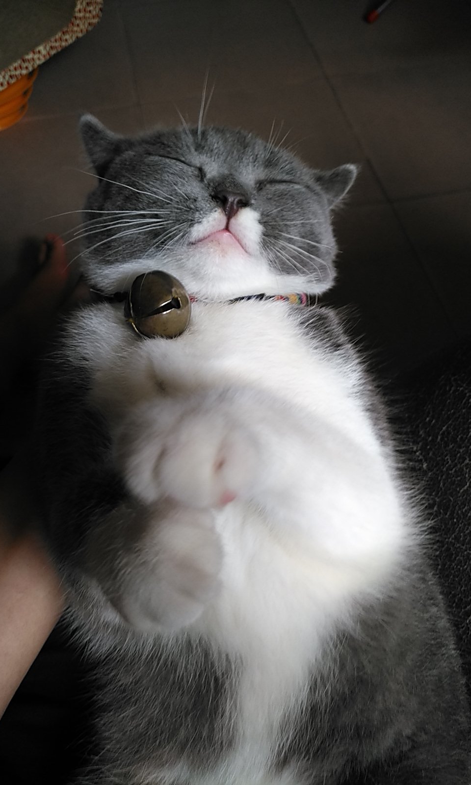 每日一张沙雕图#一根猫棒