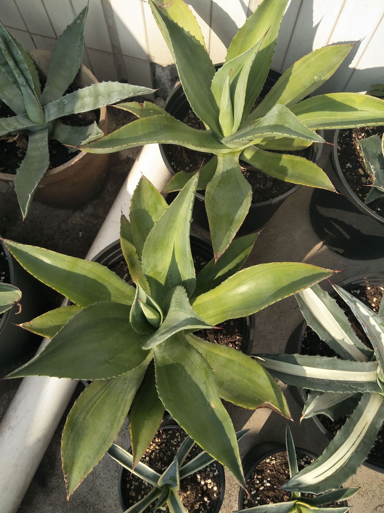 龙舌兰##多肉植物#当时买是普通翡翠盘,结果发来翡翠盘浅覆轮[抠乔]