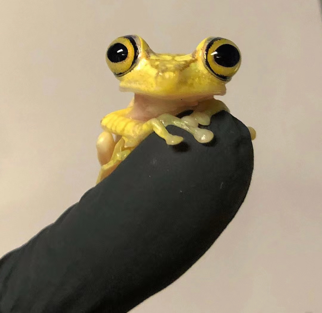 爬宠#很可爱浏览:272收藏:0支持:8上传时间:2021-08-04 15:56:25