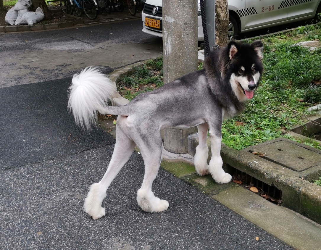 阿拉斯加剃毛后