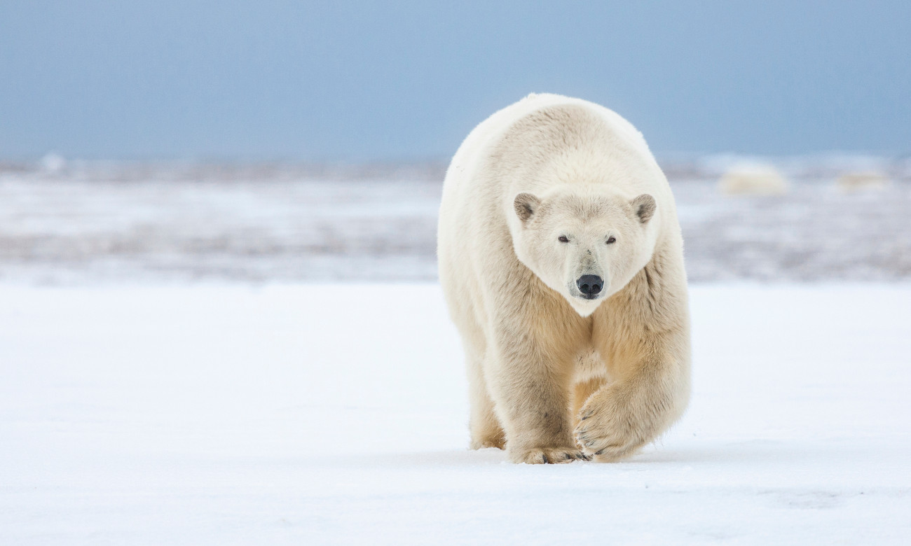 俄罗斯巨虎杀死北极熊图片