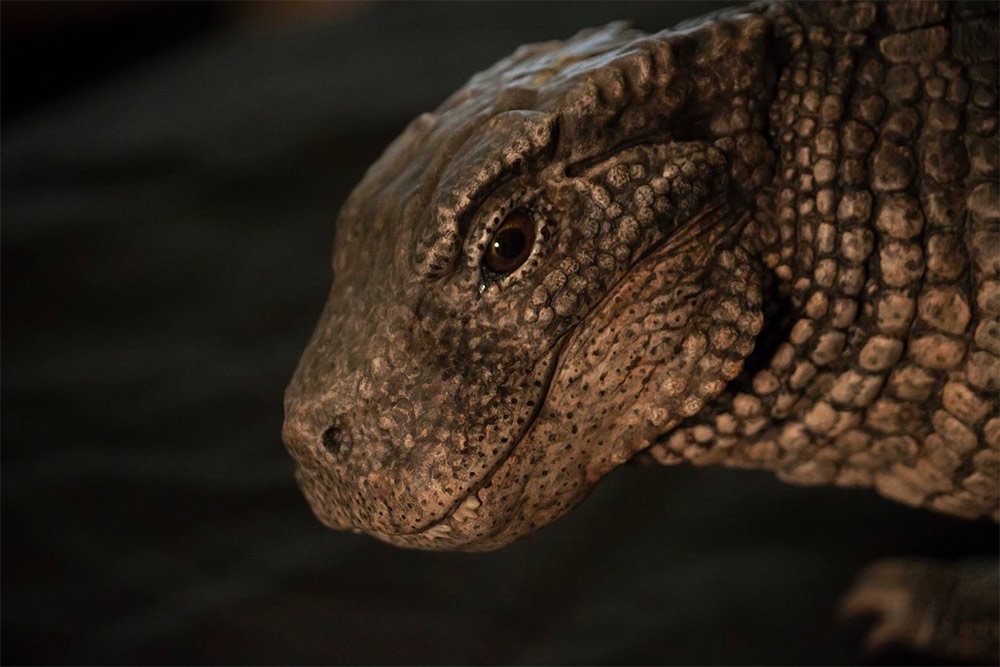 克氏狮鼻鳄simosuchus clarki浏览:939收藏:0支持:41上传时间:2020-12