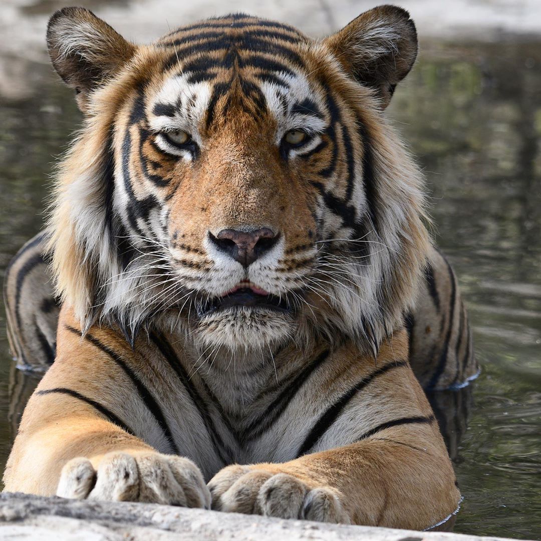 给你们送一些适合做壁纸的虎王图片!