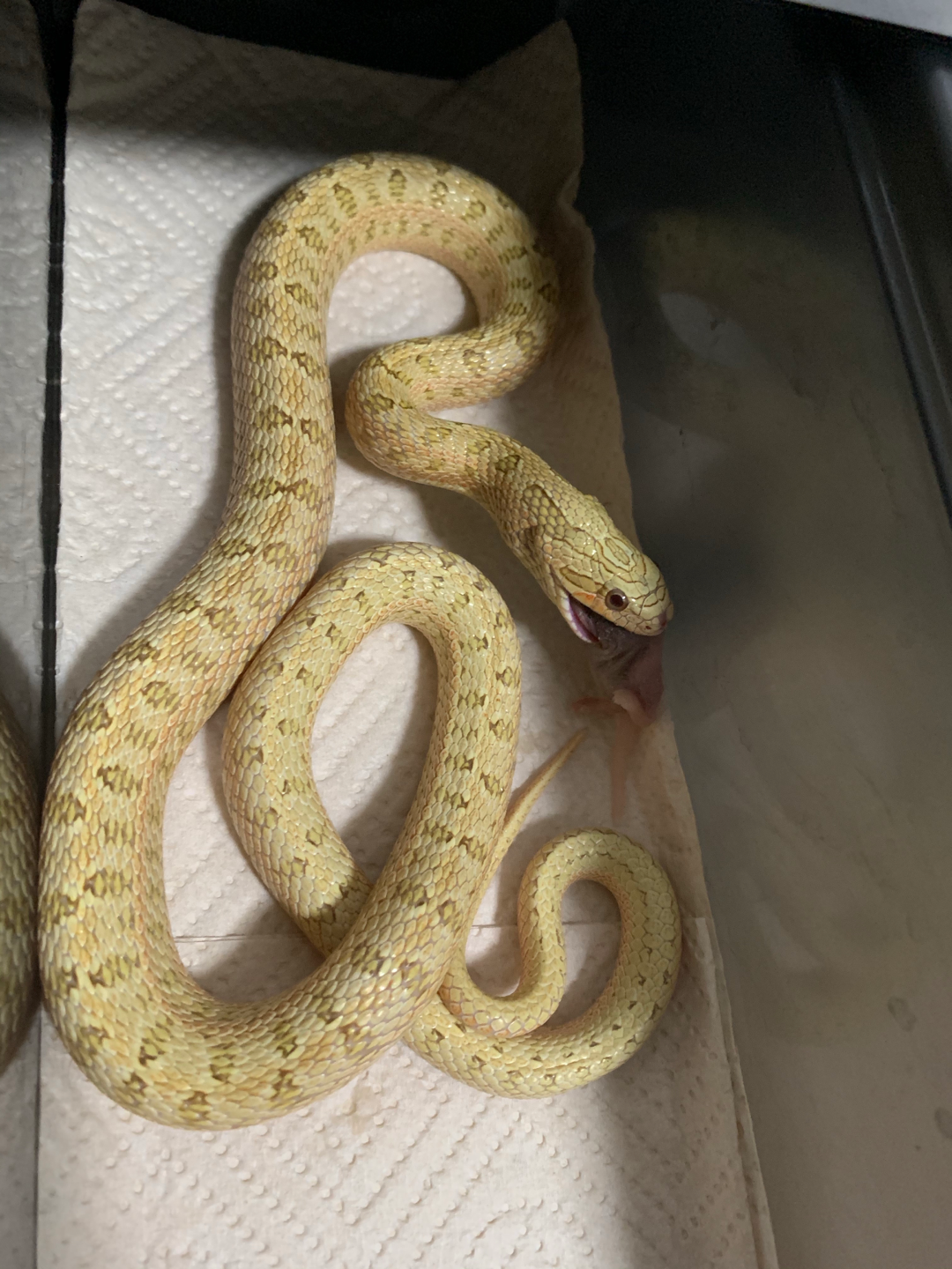 白条锦蛇.浏览:579收藏:0支持:20上传时间:2020-10-10 00:33:52