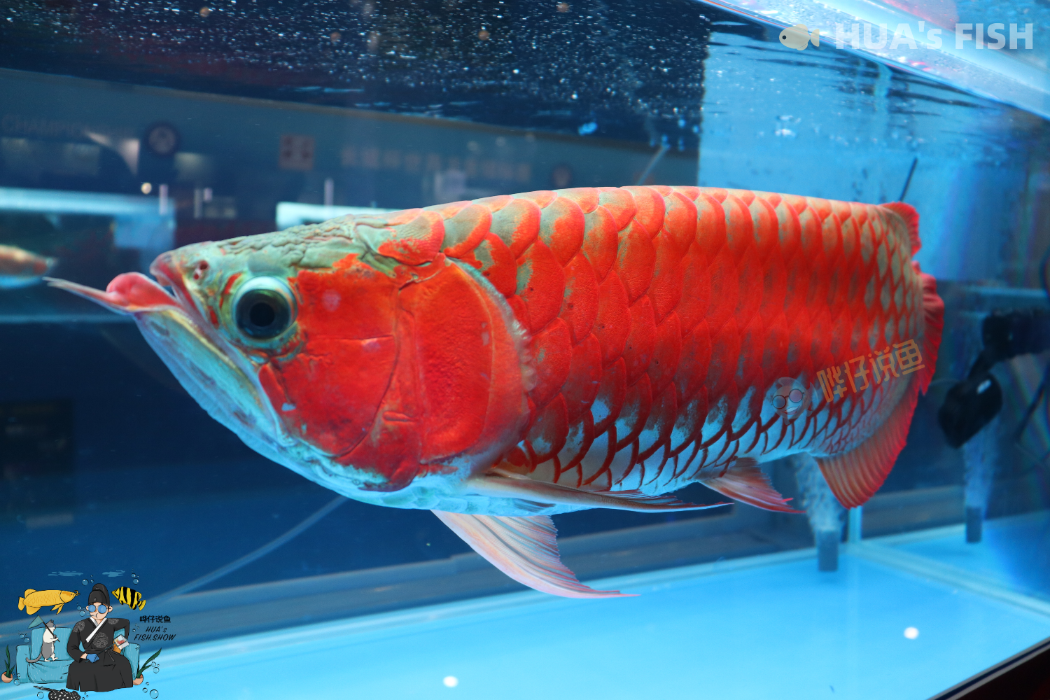 哗仔说鱼 _ 哔哩哔哩相簿