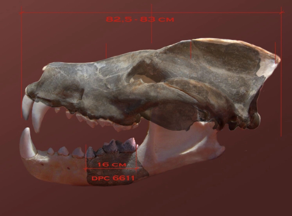 黑毛羊驼 的投稿视频 关注 十大巅峰蜥脚类恐龙!