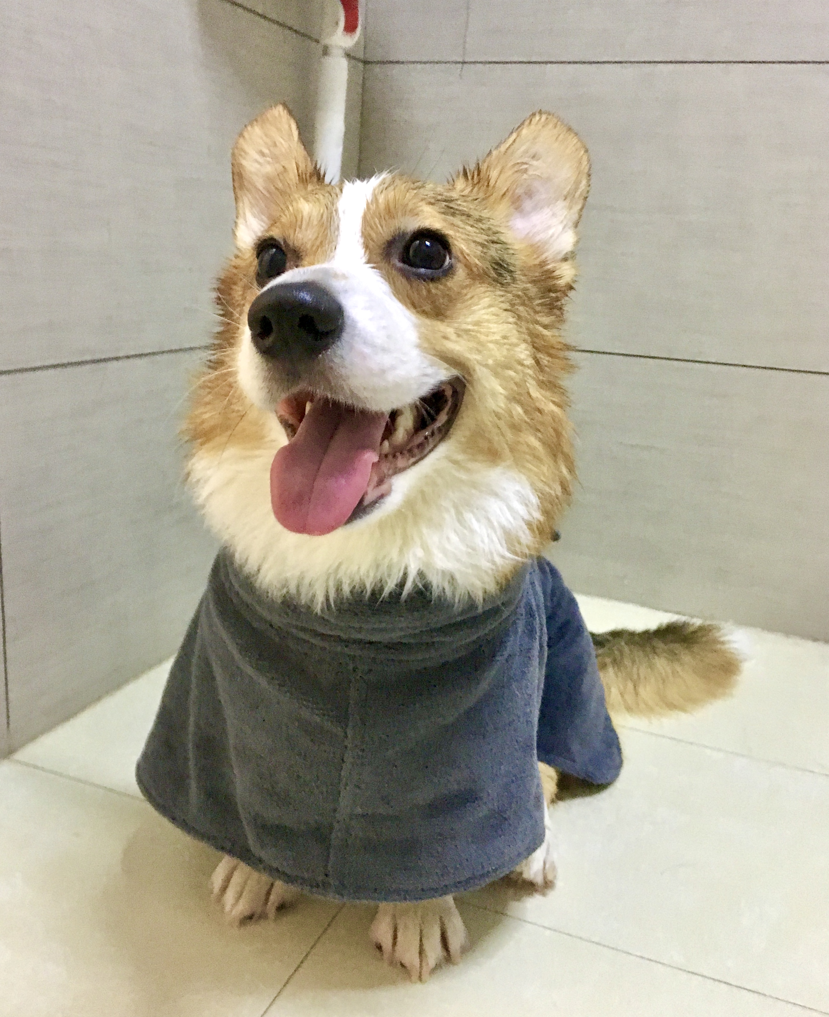 小短腿duby