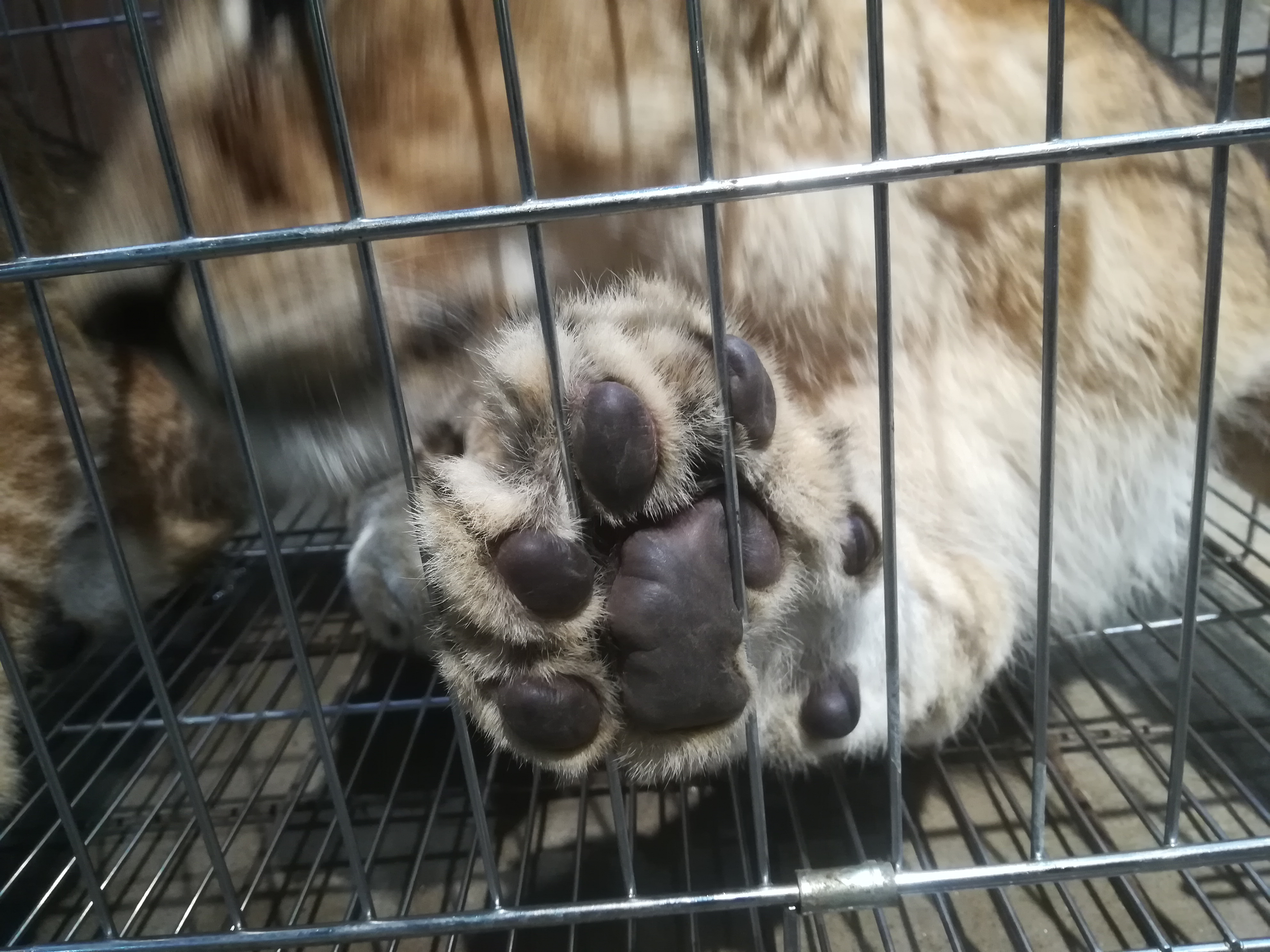 动物圈最靓的仔#看看我的大肉垫