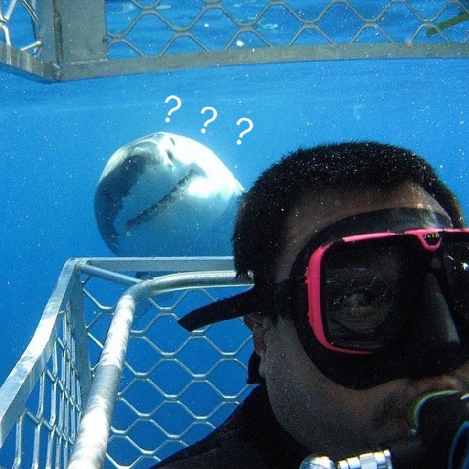 问个问题,我在看鲨鱼,虎鲸,人杀海豚的视频下,看到有刷承太郎的,什么