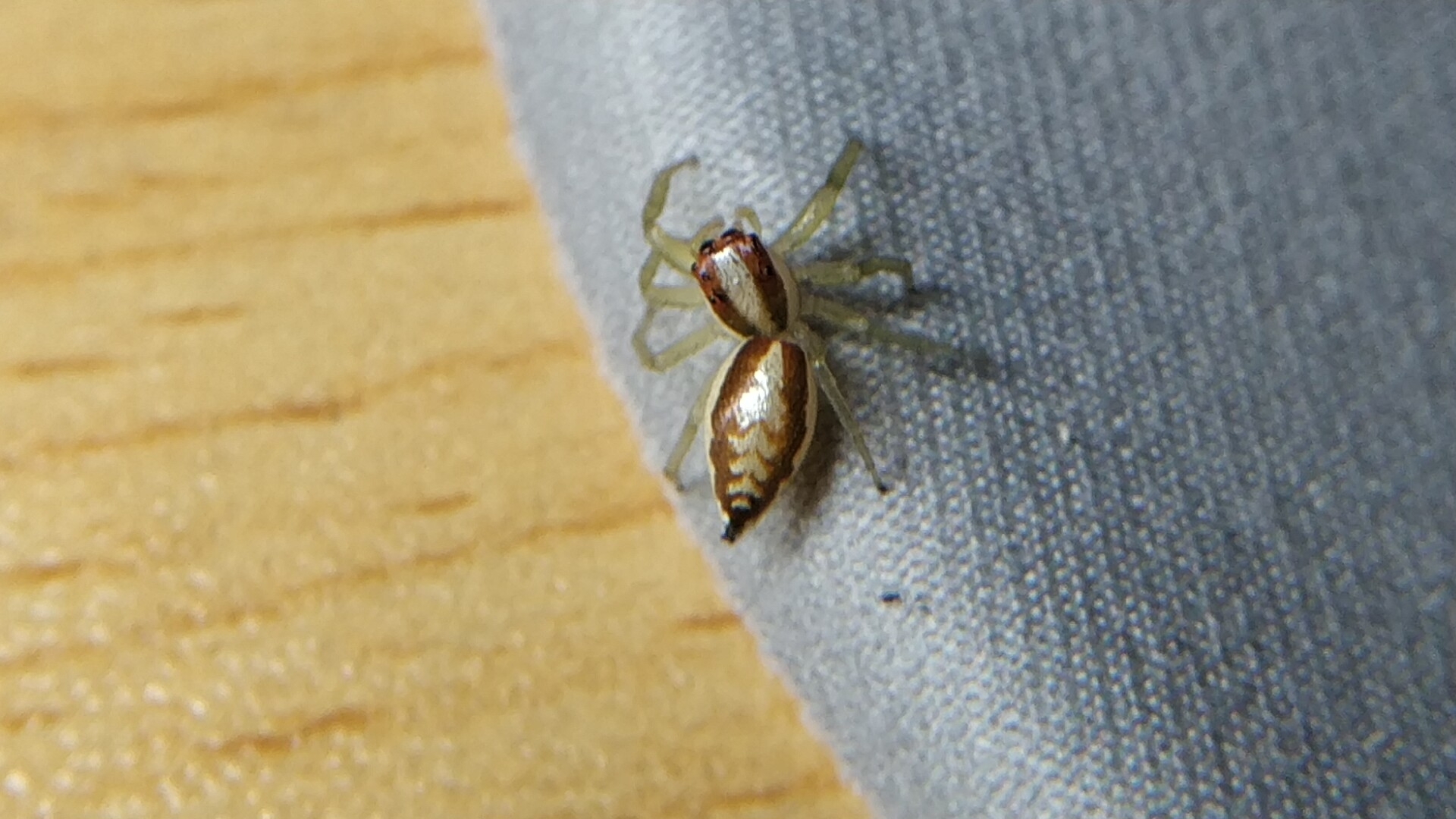 继续更新 暨南大学跳蛛品种[doge]之锯艳蛛♀浏览:26收藏:0支持:2上传