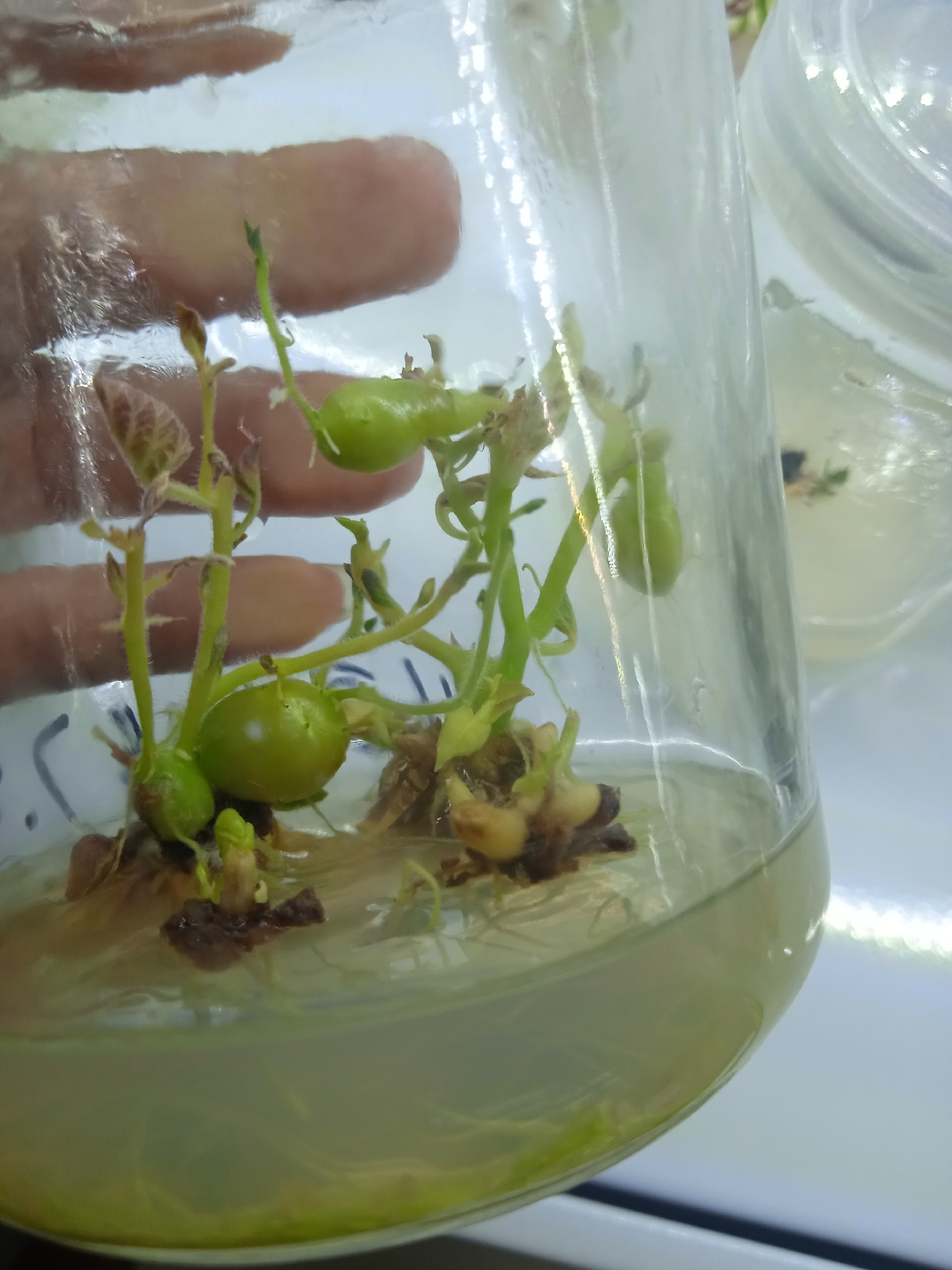 试管苗里结土豆了