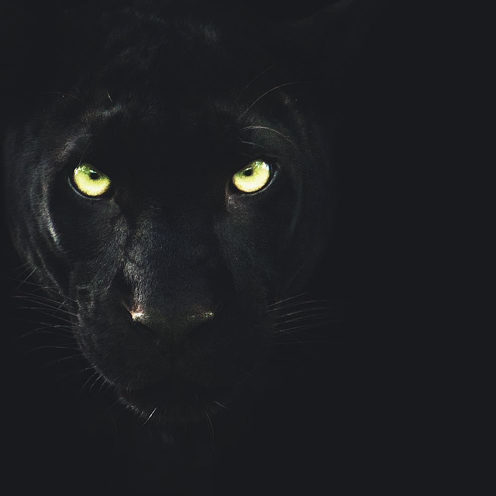 黑豹头像动物图片