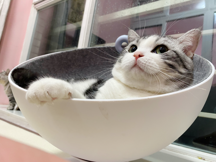 泰哥是只小暖猫