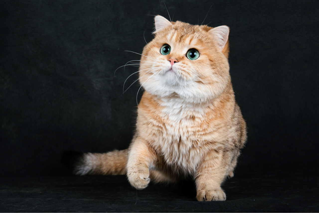 ta 的直播间闲置中鸡腿子和金克拉金渐层沈同学4571