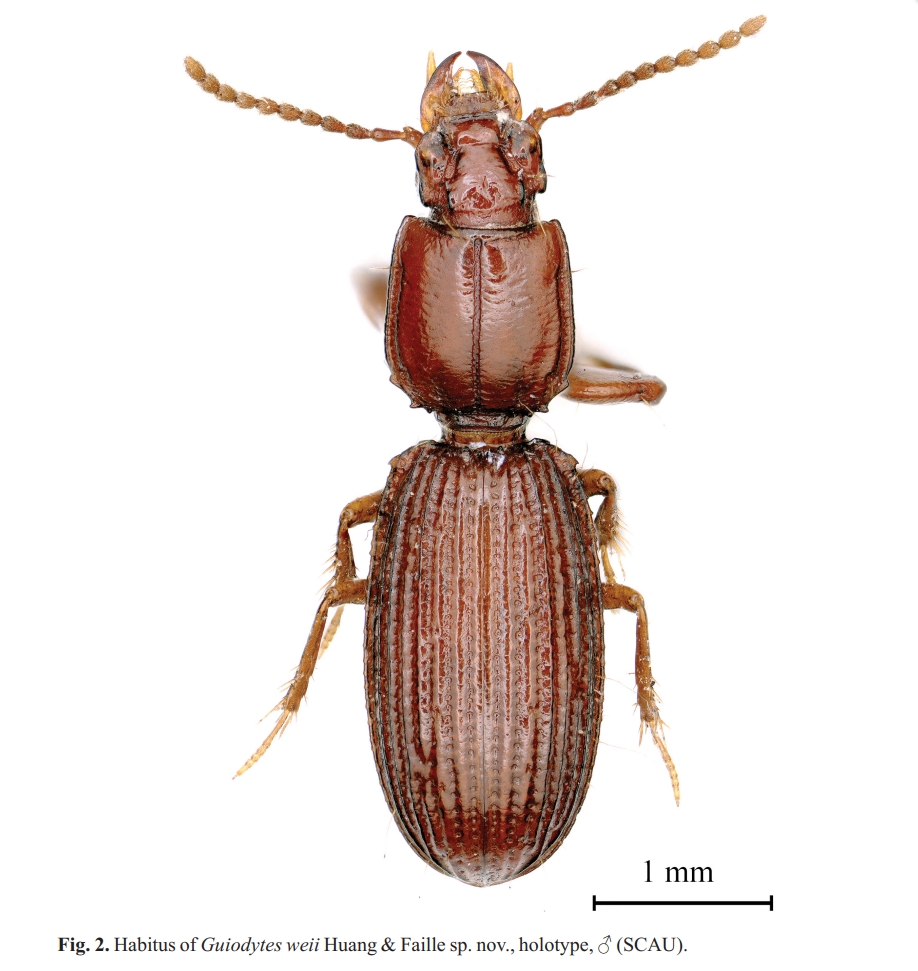 广西洞穴蝼步甲三新种浏览:515收藏:0支持:33上传时间:2021-10-14 18