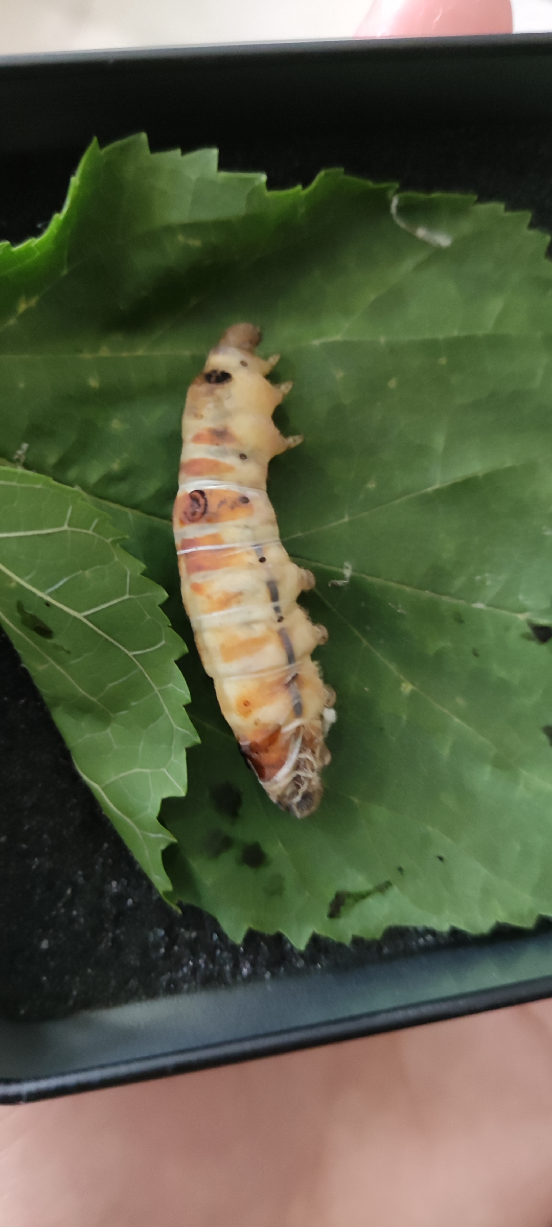 分享个有意思的,有谁见过没结茧就化蝶的蚕宝宝?