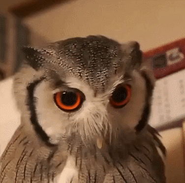 批量产橘茶儿001号 _ 哔哩哔哩相簿