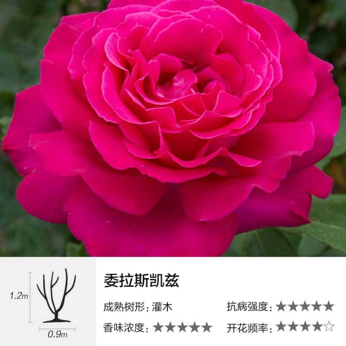 虹越月季 _ 哔哩哔哩相簿