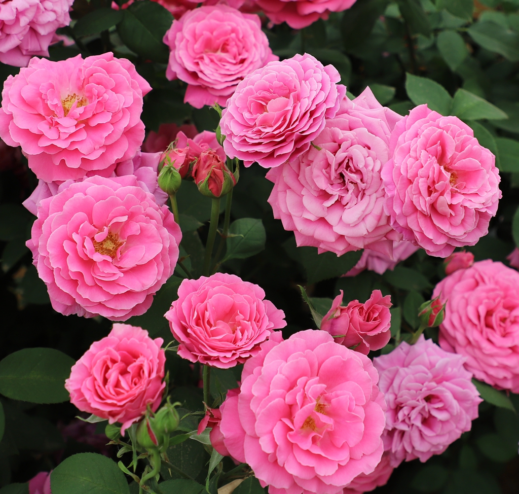 虹越月季 _ 哔哩哔哩相簿