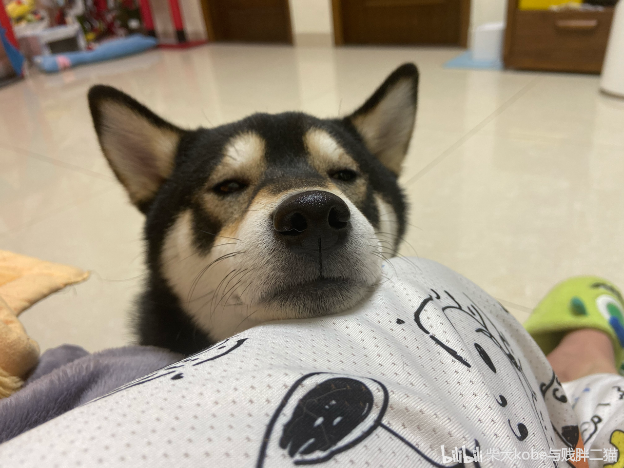 柴犬kobe与贱胖二猫 _ 哔哩哔哩相簿