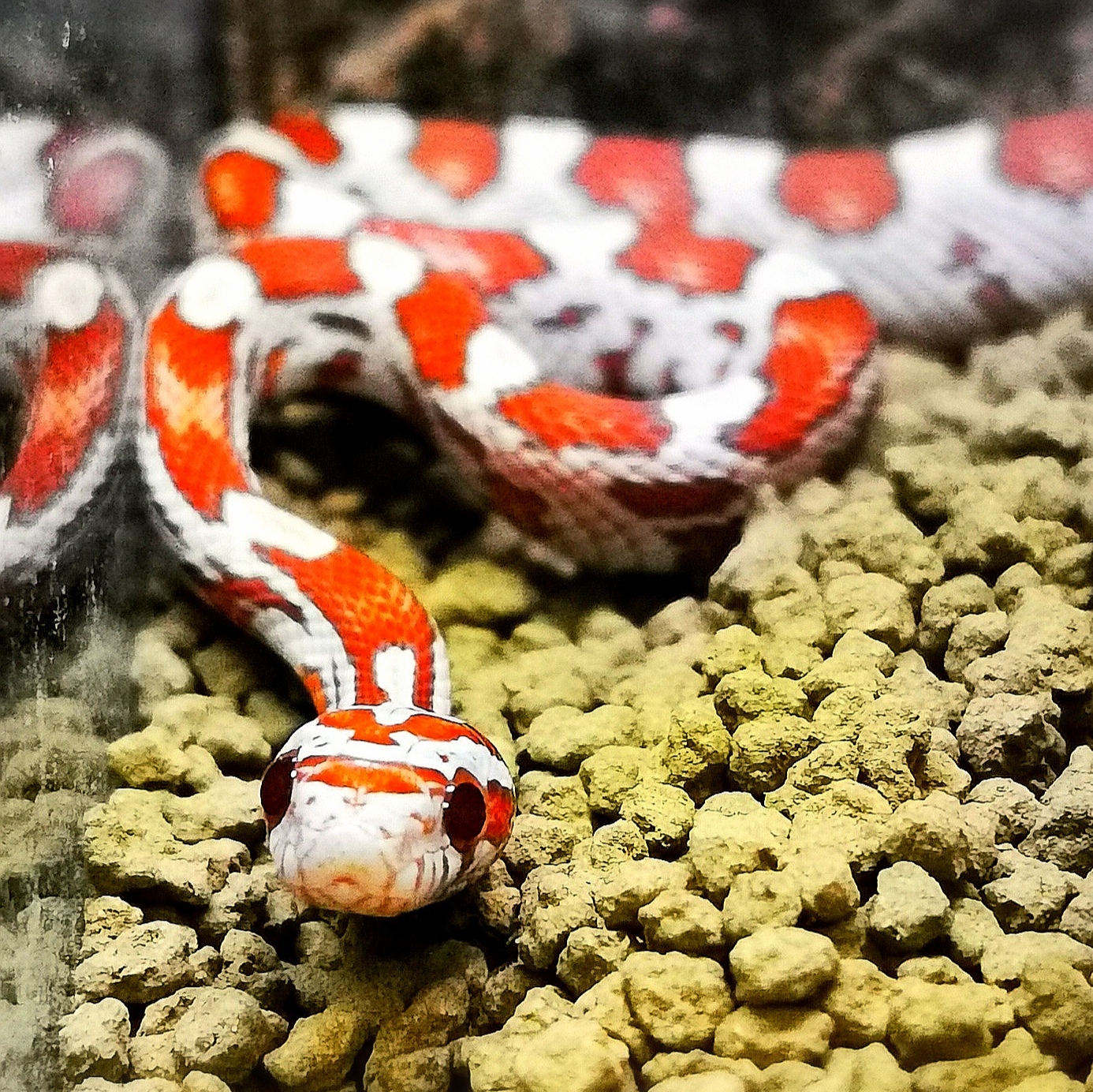 新入的小可爱,原色玉米蛇迈阿密地方种,清晰分明的红白黑真的是击中我