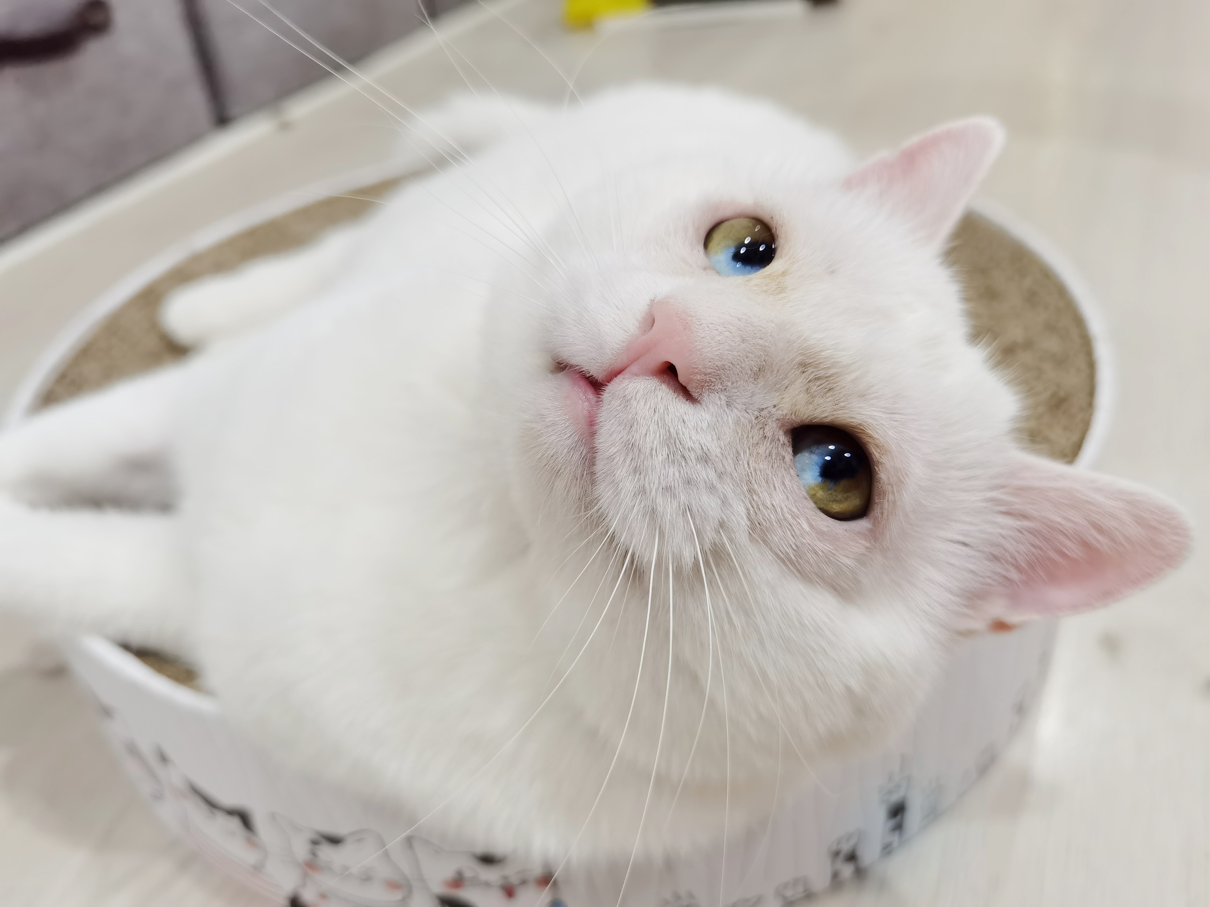 珠珠与猫 _ 哔哩哔哩相簿