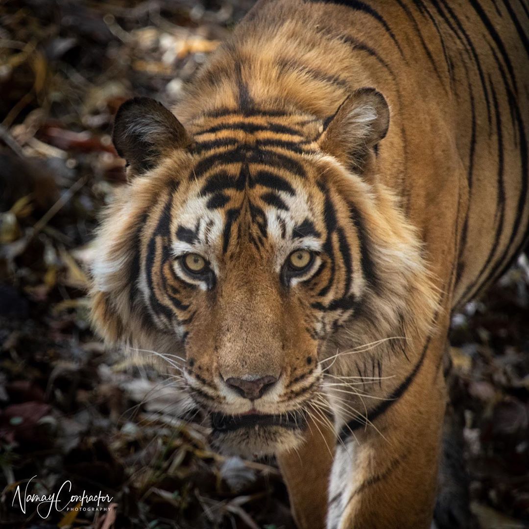 给你们送一些适合做壁纸的虎王图片!