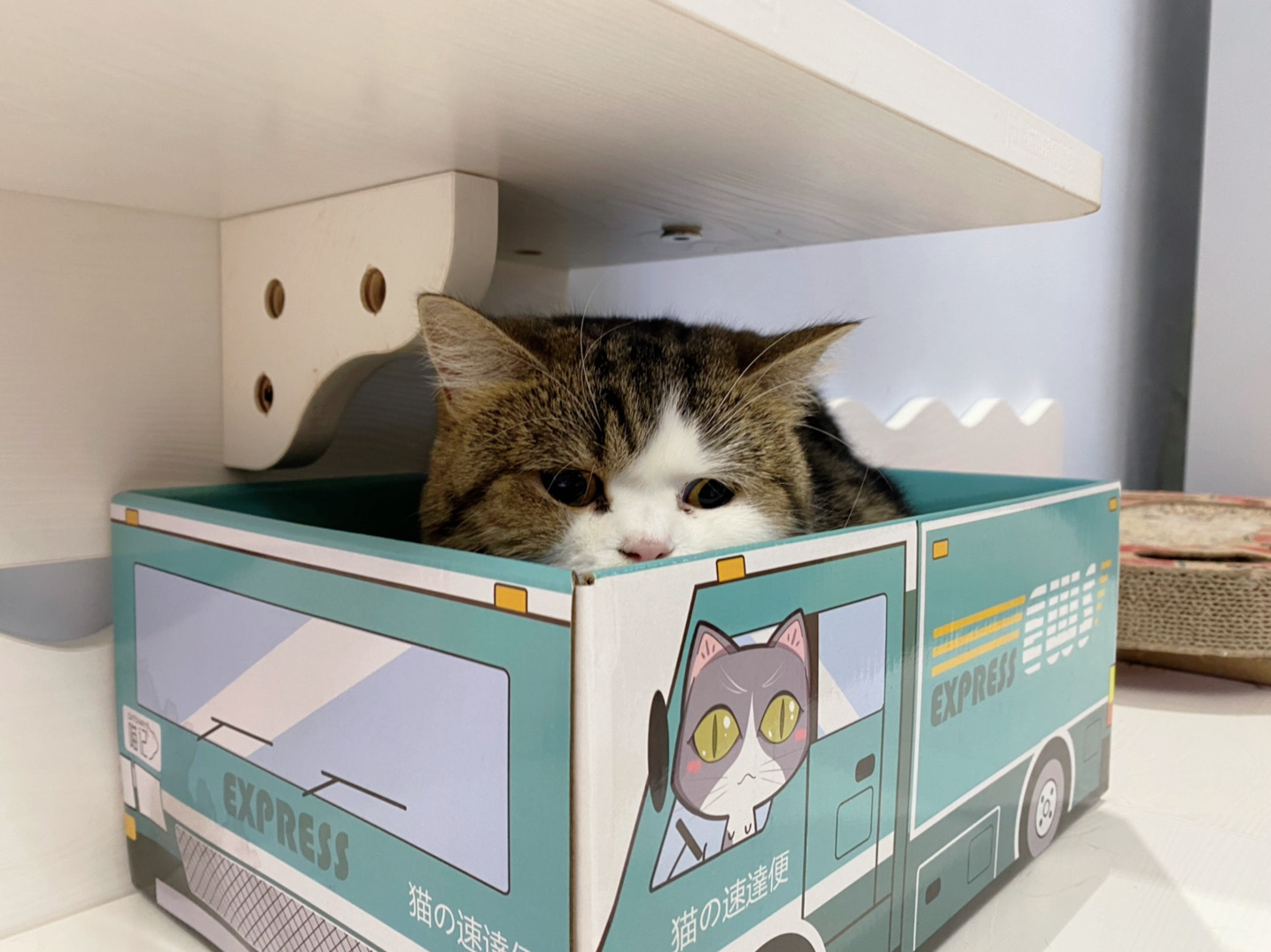 _ 李喜猫 _ 哔哩哔哩相簿