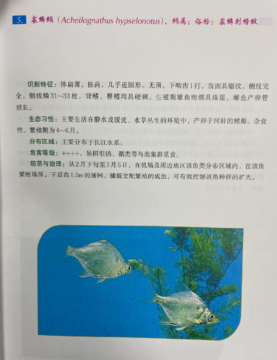皇鮟鱇 _ 哔哩哔哩相簿