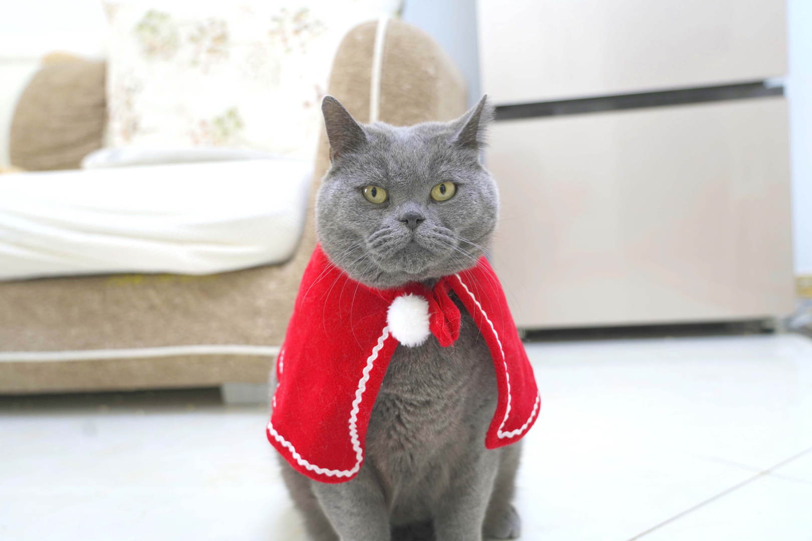 萌猫宝哥哥 _ 哔哩哔哩相簿