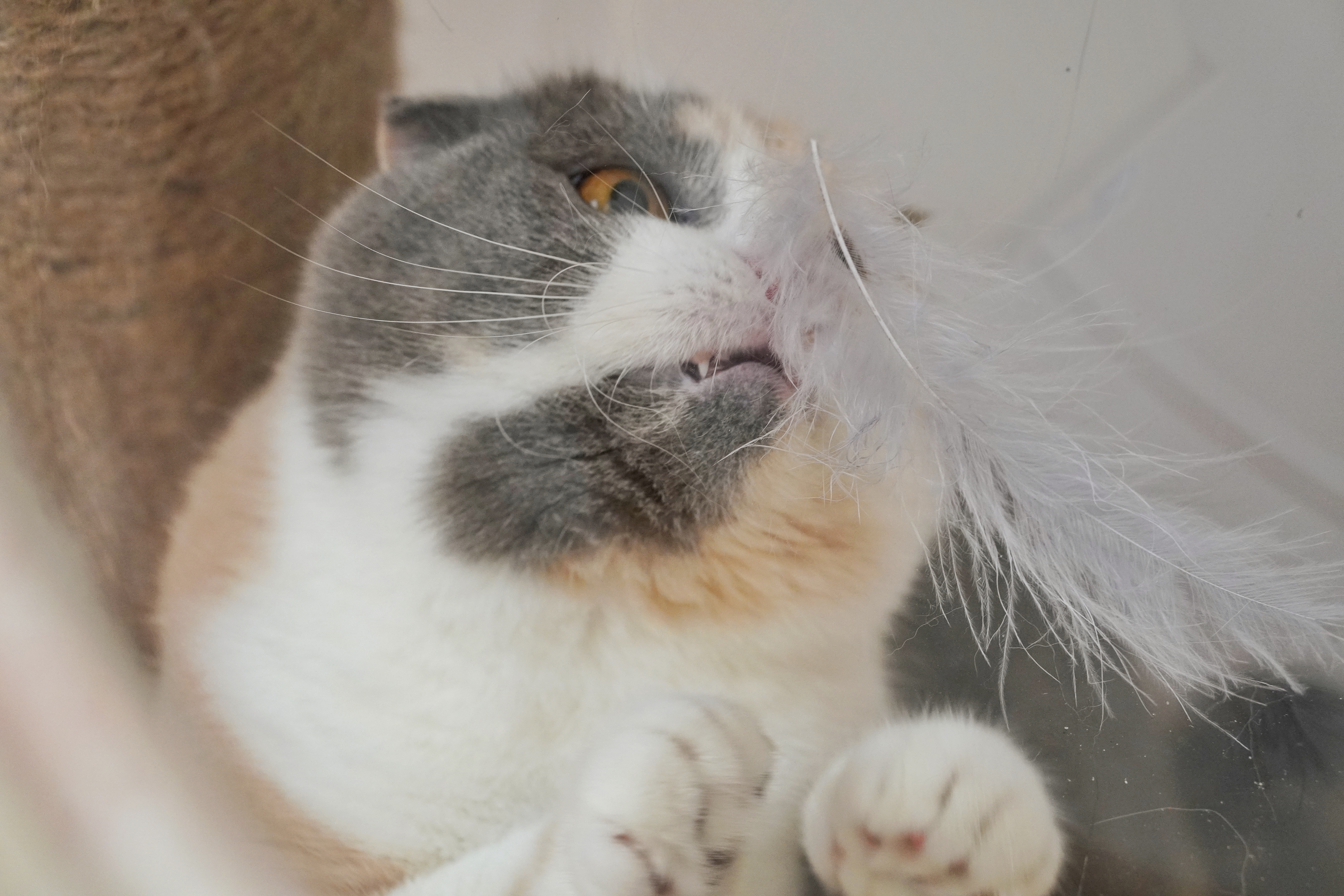 萌喵一箩筐 _ 哔哩哔哩相簿