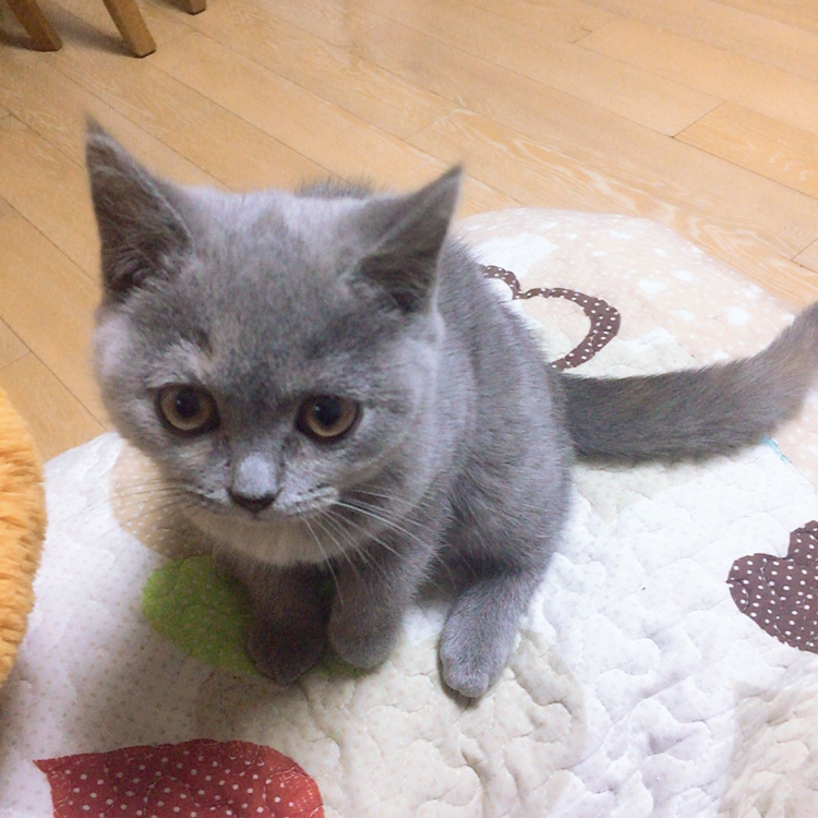 m濒死的苏猫子ぬ