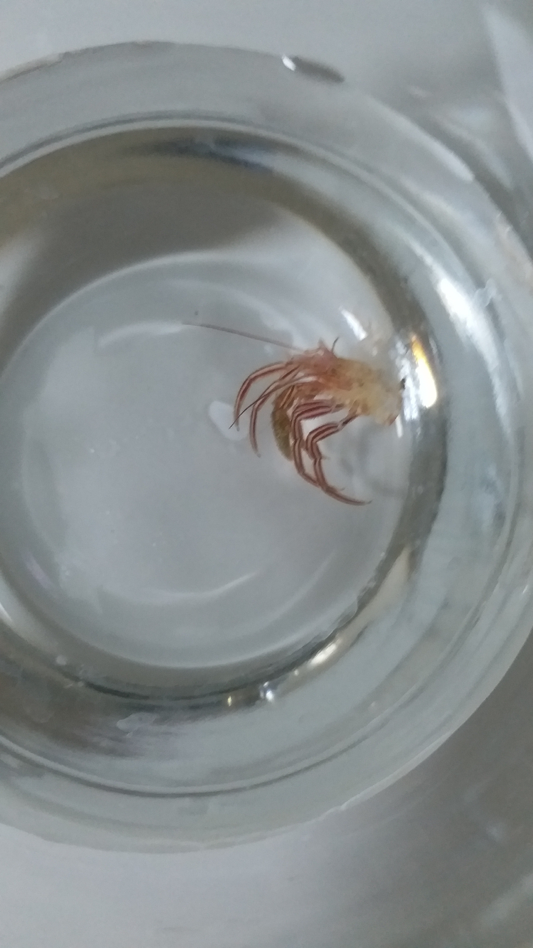 斑纹仿门寄居蟹蜕的壳