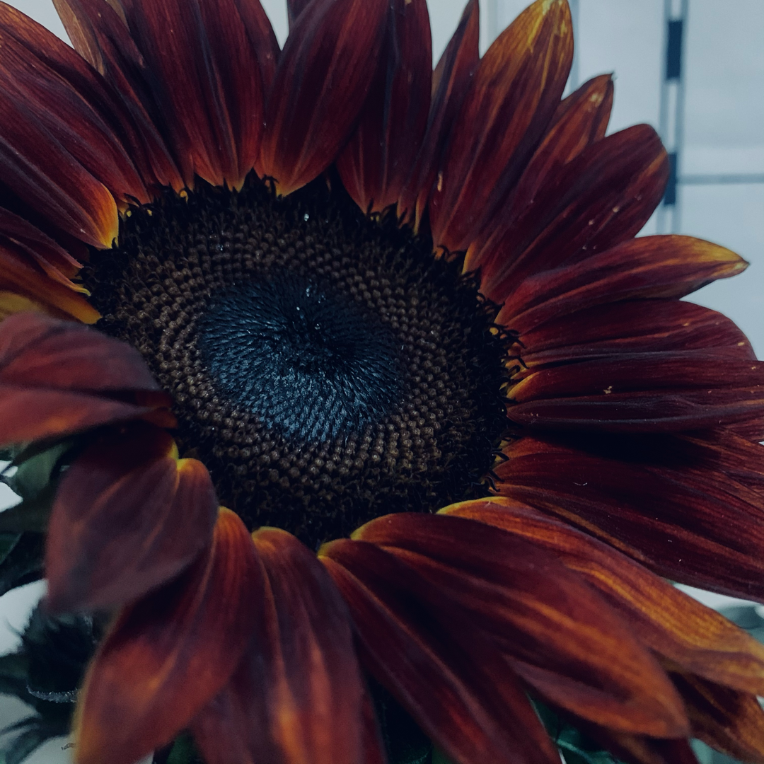 木鱼啦 哔哩哔哩相簿