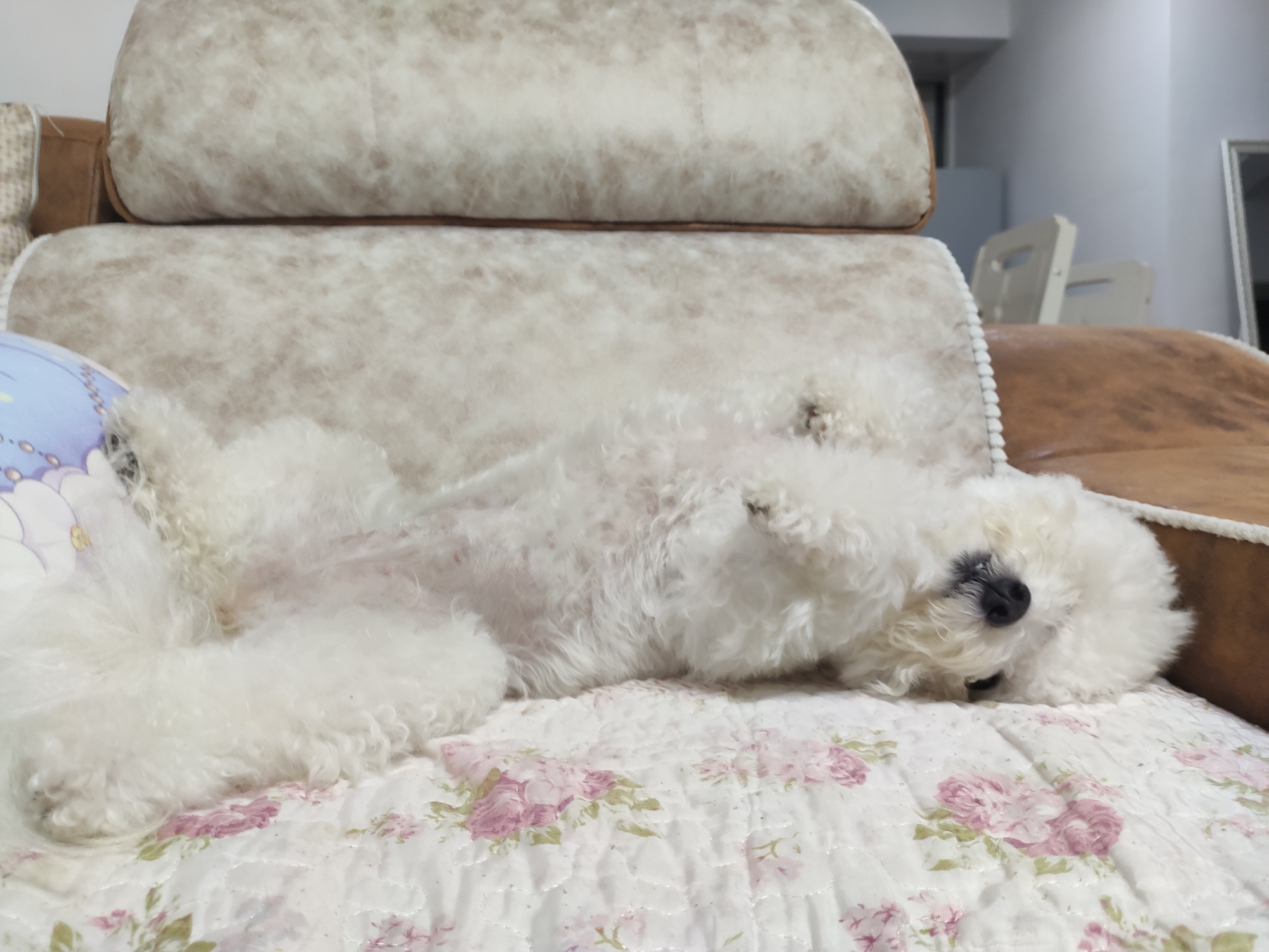 fare的可爱汪 _ 哔哩哔哩相簿