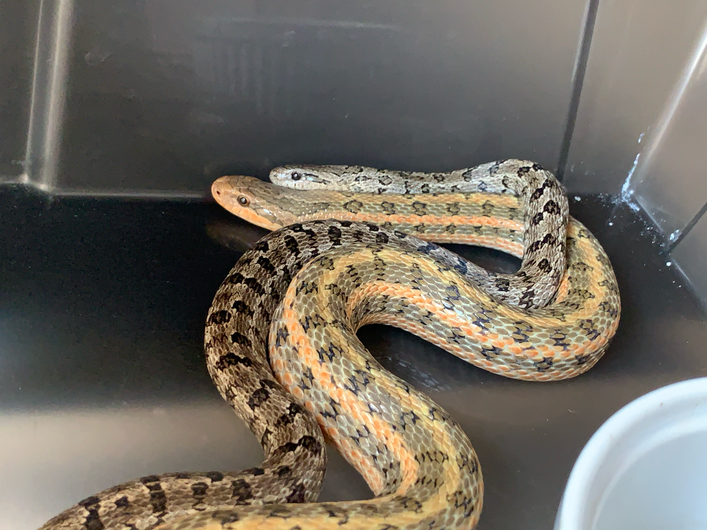 白条锦蛇.浏览:579收藏:0支持:20上传时间:2020-10-10 00:33:52