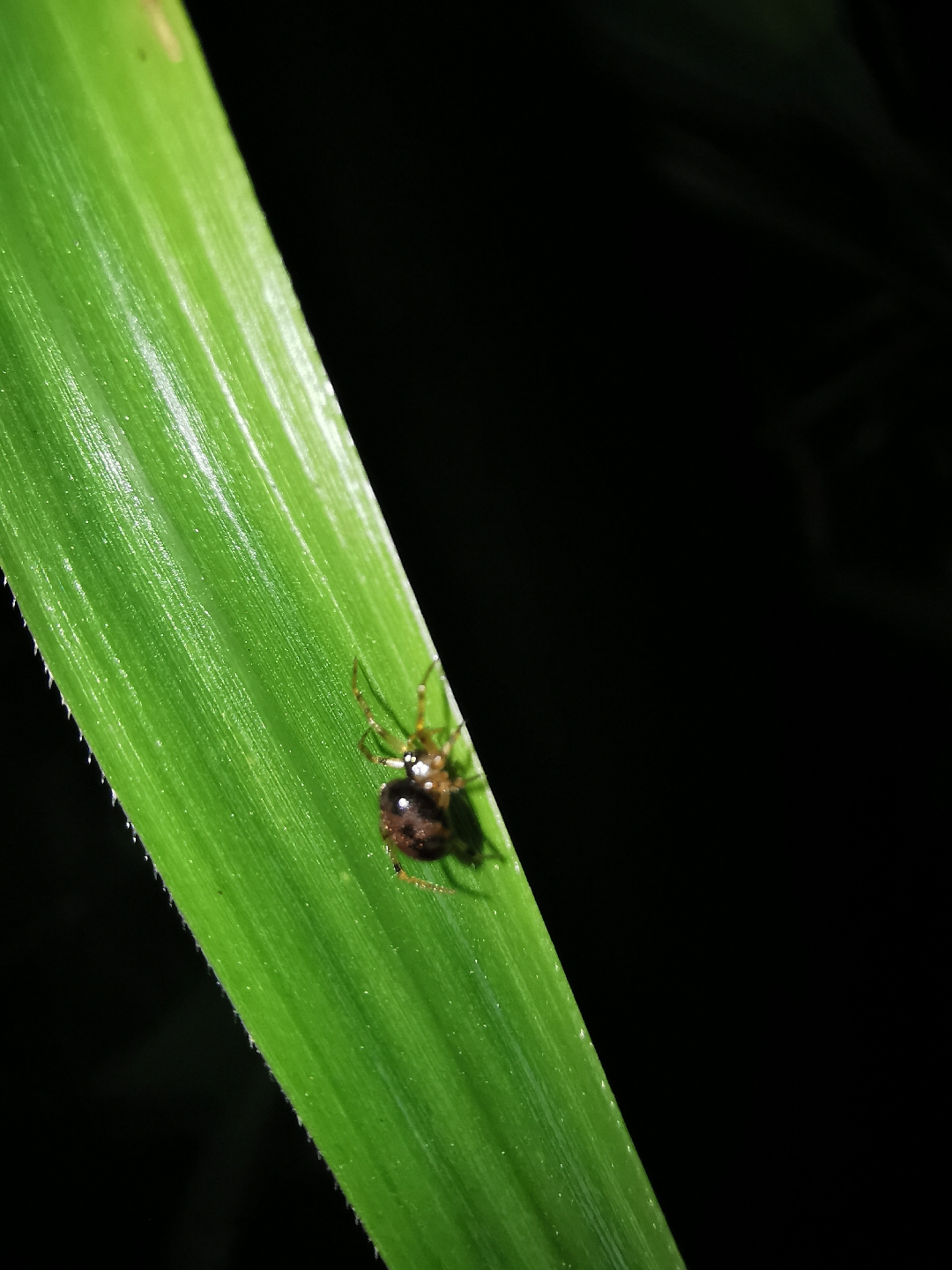 繁星蜚蠊 _ 哔哩哔哩相簿