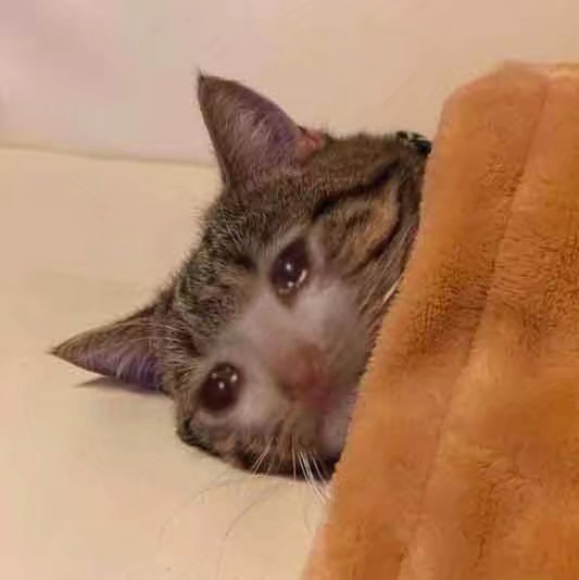 让猫猫来画画#流泪猫猫头[doge]