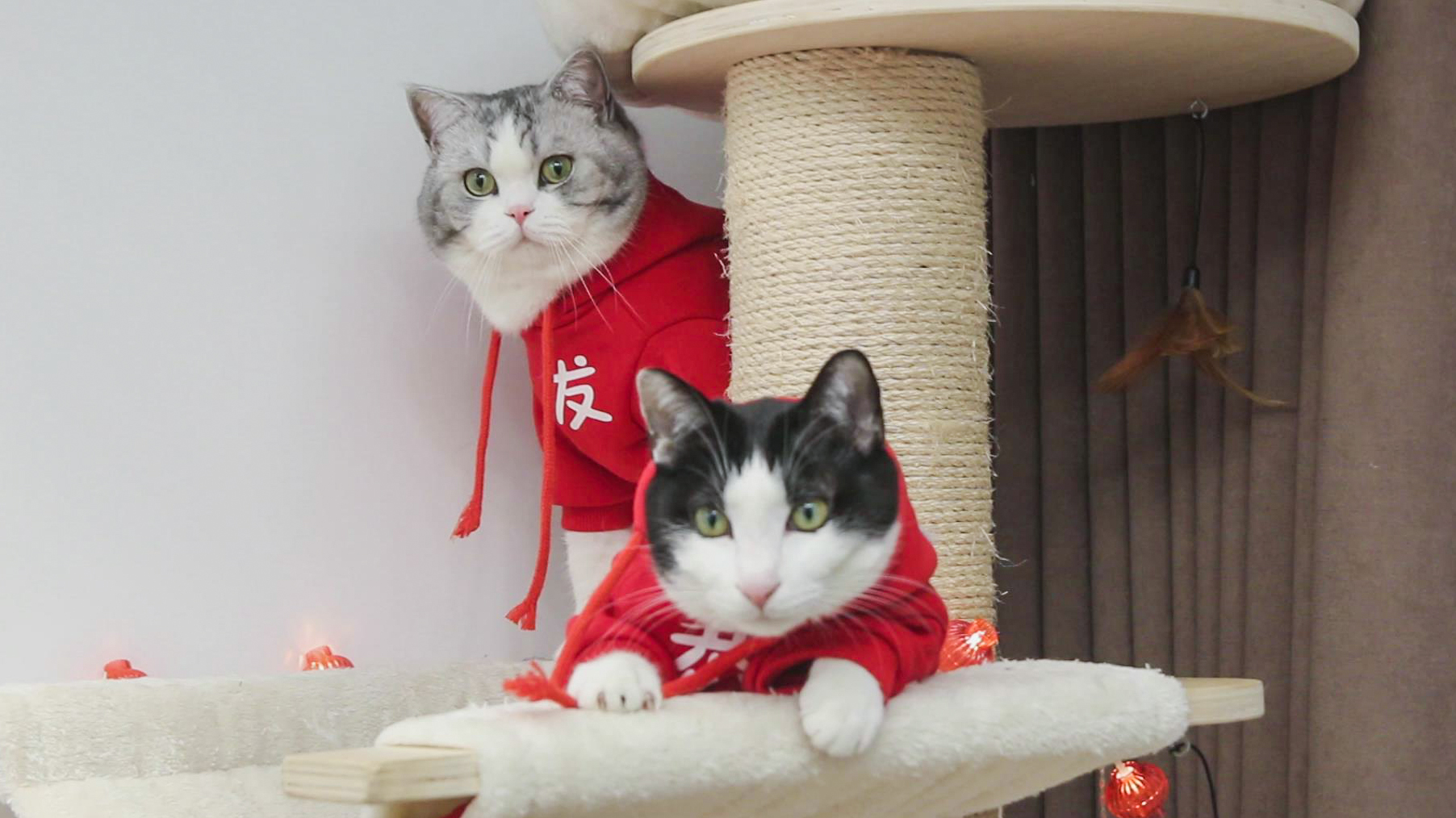 花花与三猫catlive _ 哔哩哔哩相簿
