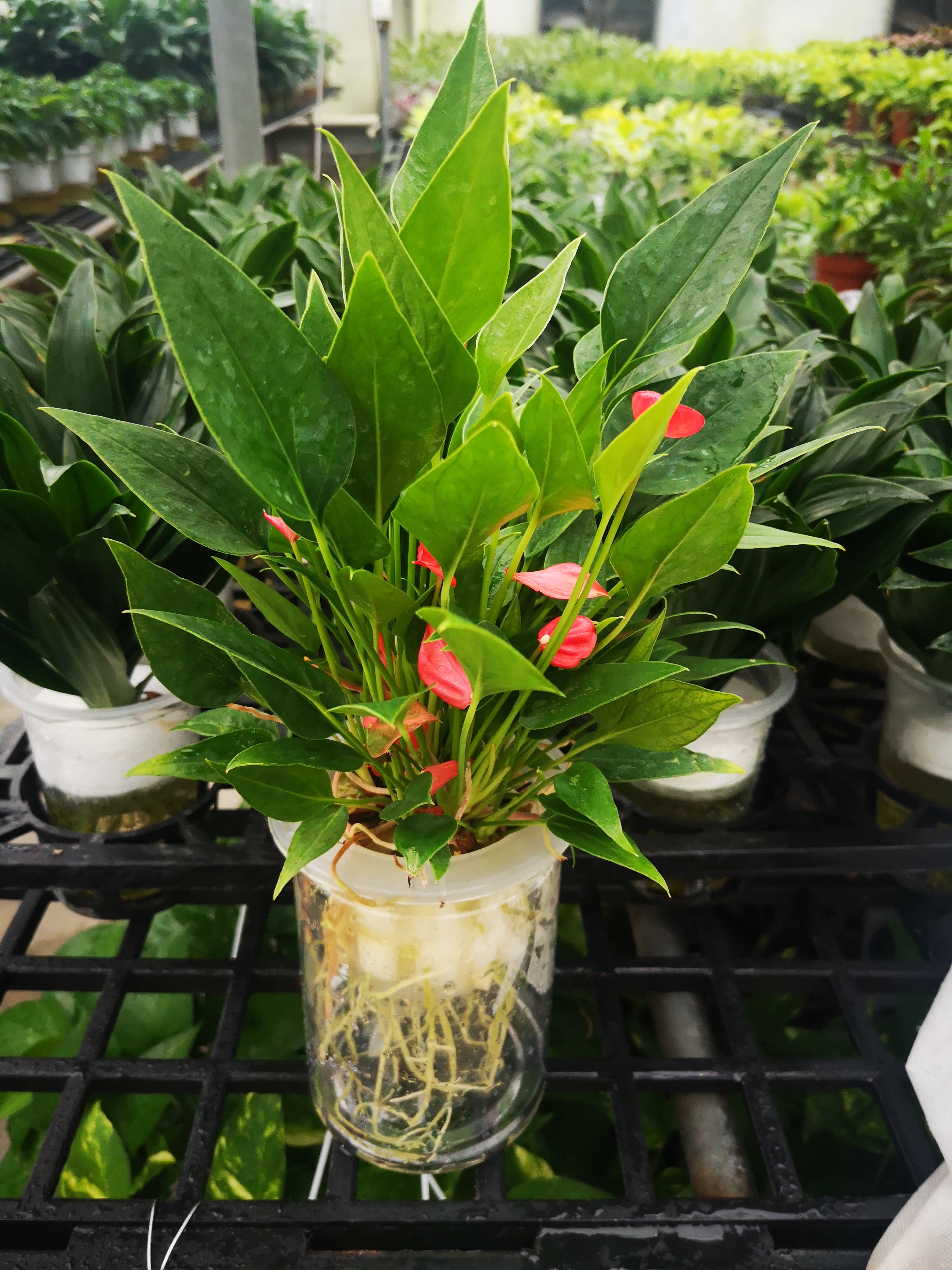 水培红掌—满天星.