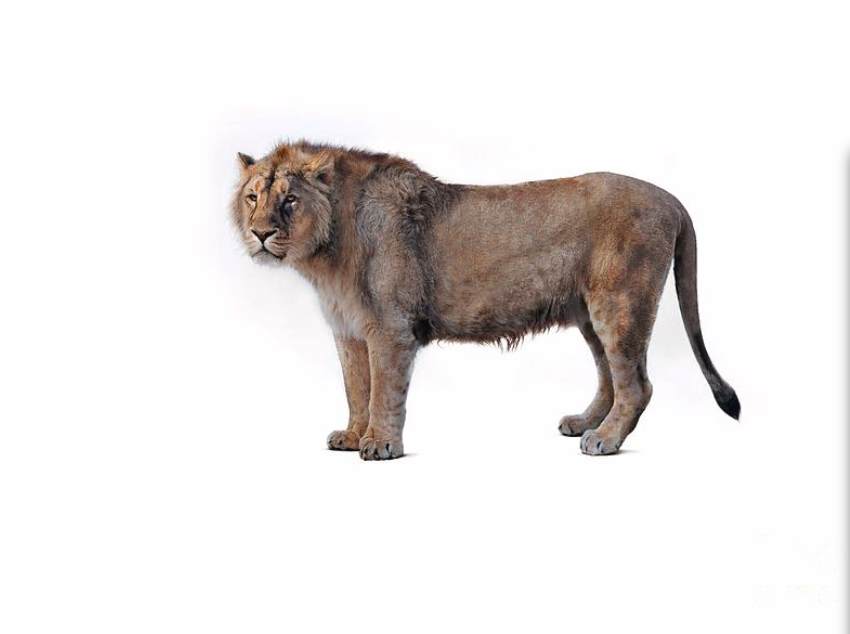 无鬣狮的复原图看起来还没现在的虎壮浏览:8243收藏:0支持:102上传