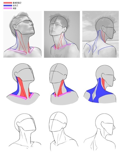 不同角度男女脖颈结构及画法参考