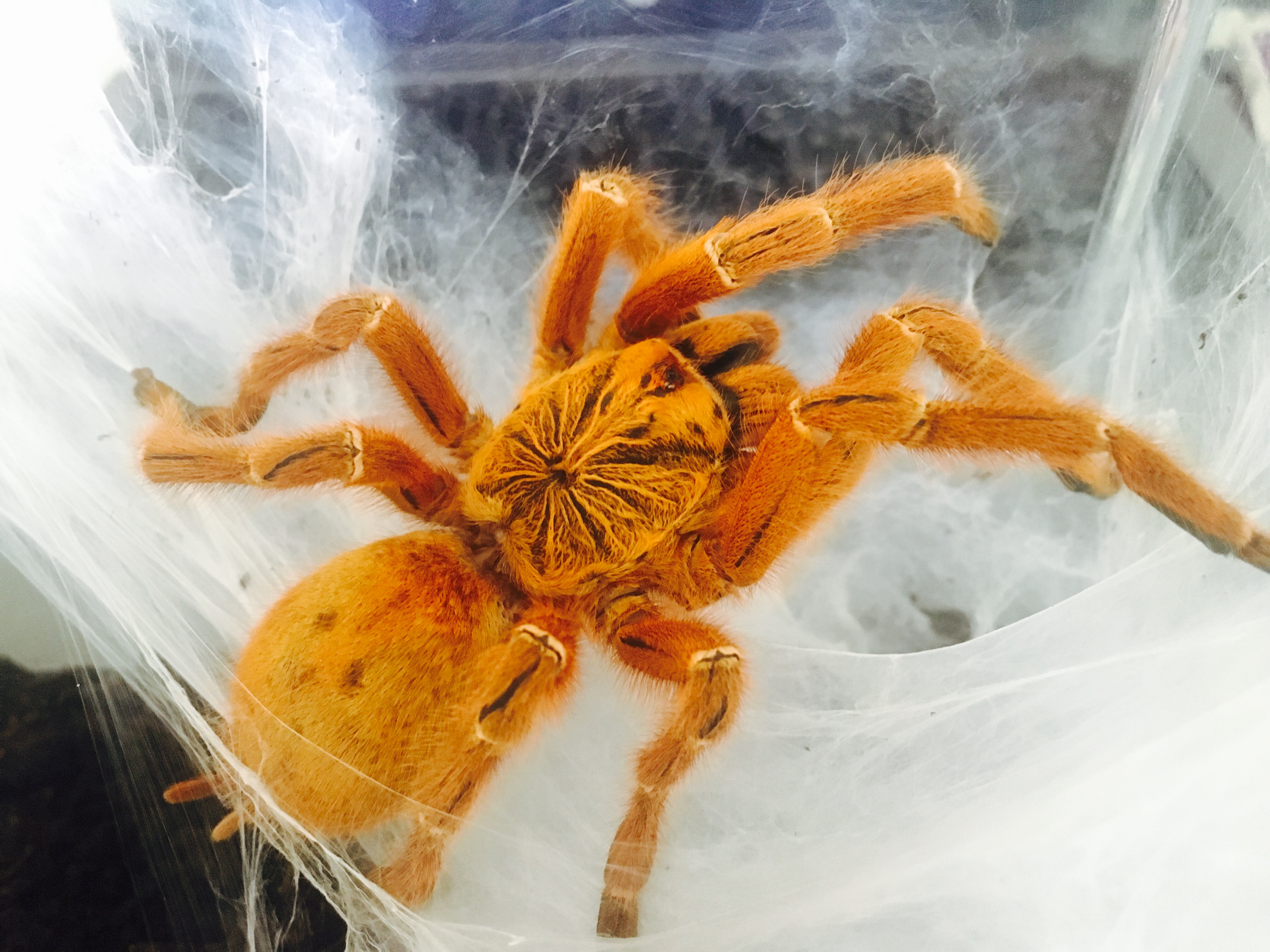 美容后c8橙巴布