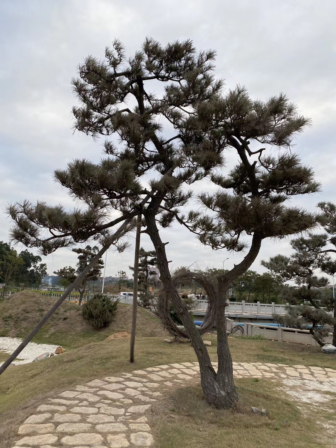 双杆景观黑松浏览:23收藏:0支持:0上传时间:2020-12-08 19:45:24