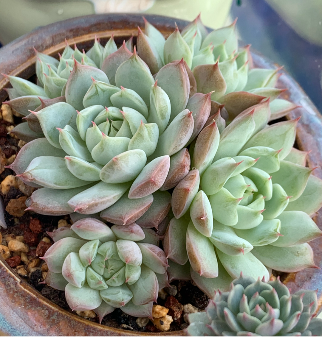 自月 _ 哔哩哔哩相簿