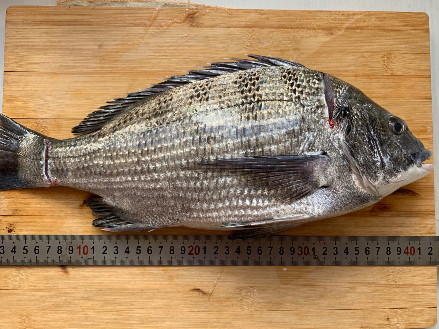 黑棘鲷acanthopagrus schlegelii(应该是) 以及用它的肉做成的拉面