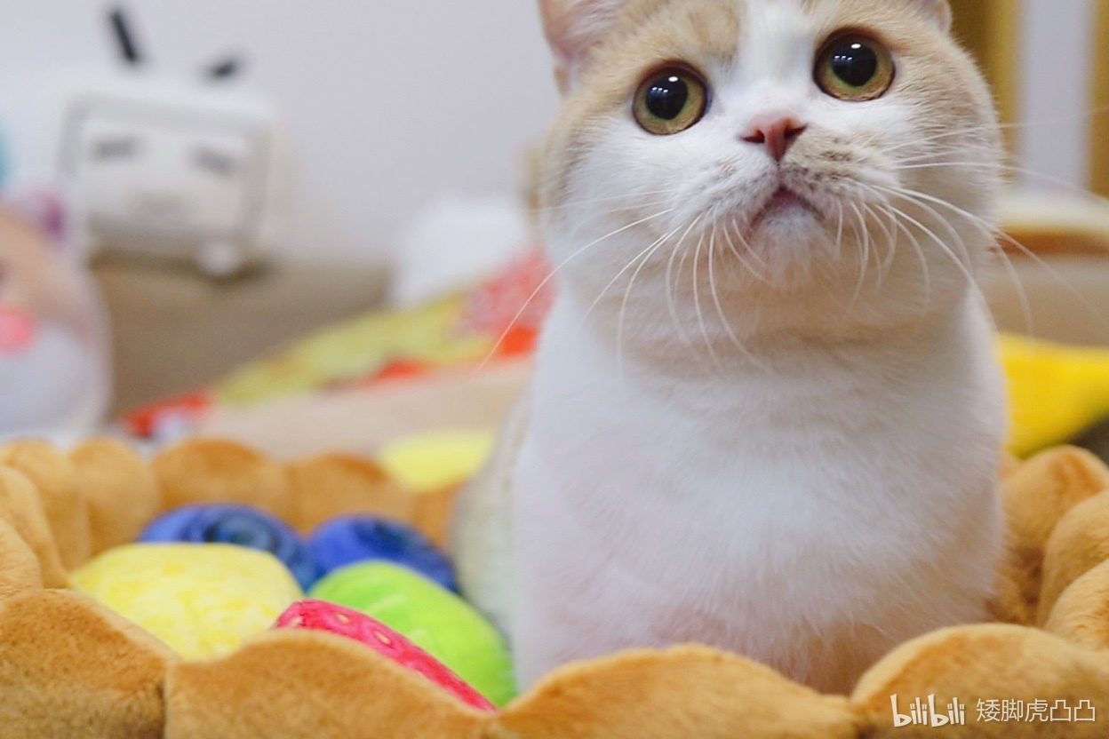 矮脚虎凸凸 _ 哔哩哔哩相簿