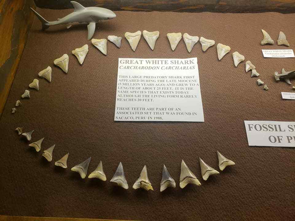 宽齿鲭鲨图片